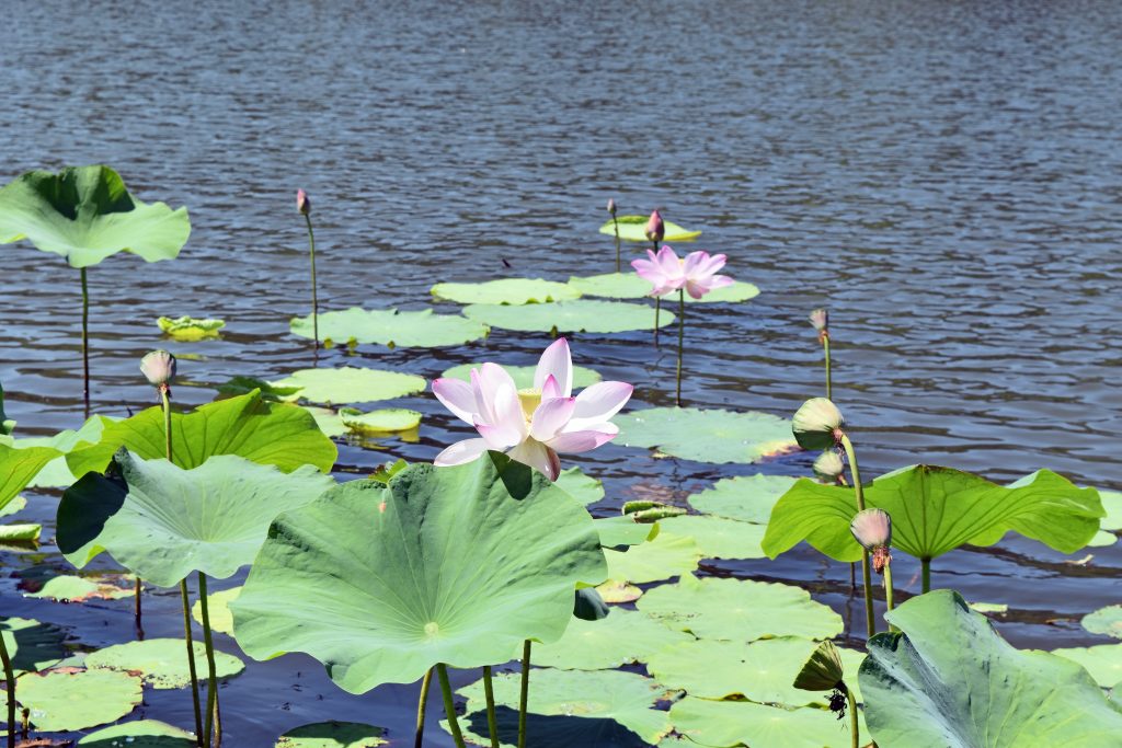 Pink Lily I believe