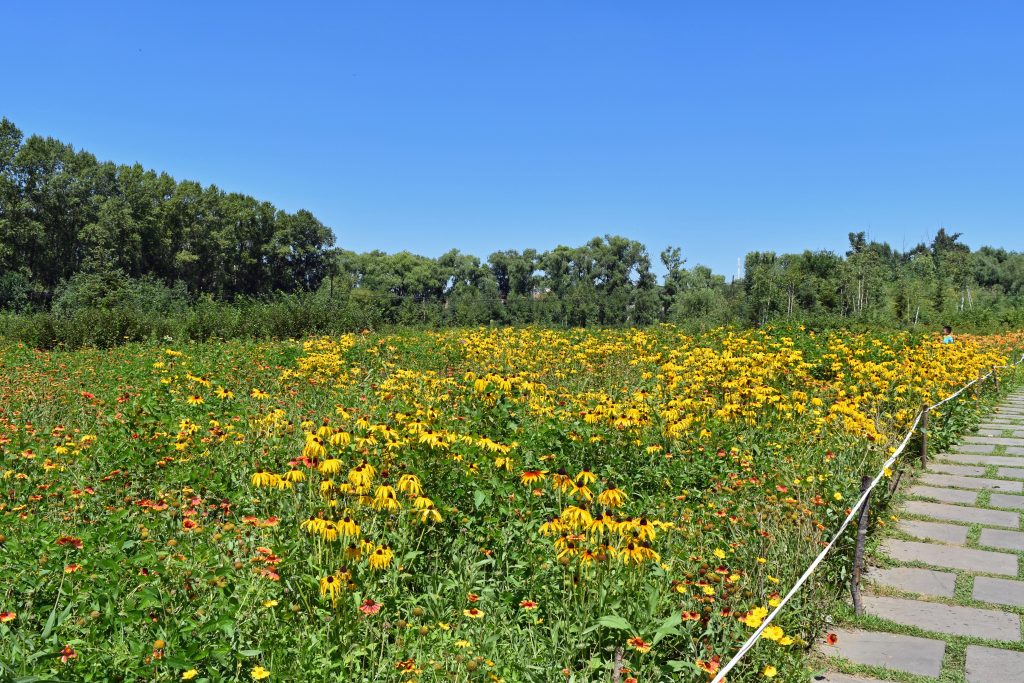 Lots and lots of flowers at the park